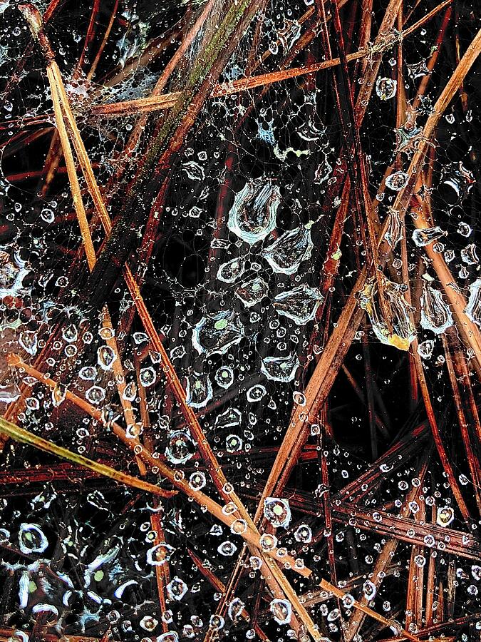 Water Droplets 4 Photograph by Brandon Strellis Water Droplets 4 Photograph by Brandon Strellis