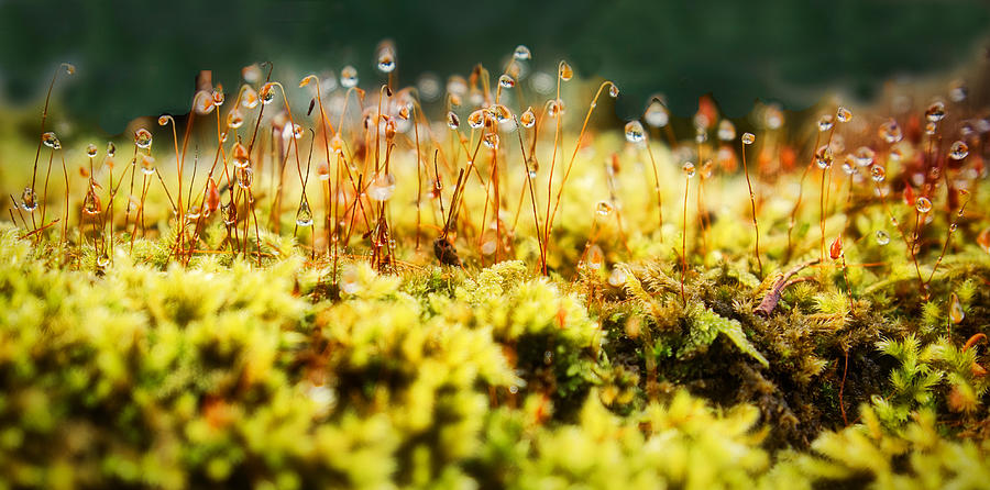 Water Droplets and Yellow Ground Cover - Scotland Photograph by Stuart Litoff