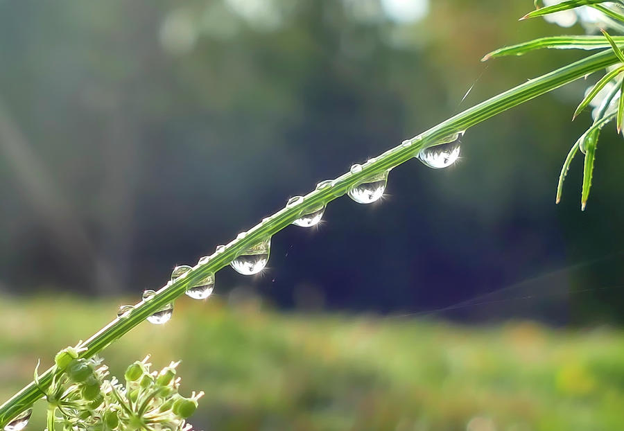 Water Droplets in a Row Photograph by Sandra Js
