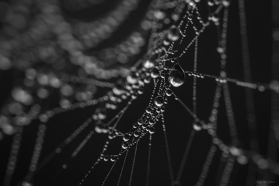 Water droplets in a spiders web Photograph by Tony DiStefano