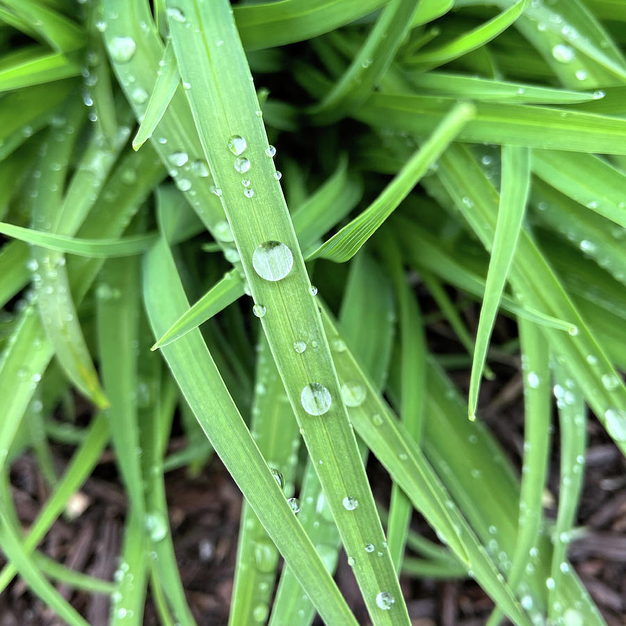 Water Droplets Photograph by Jeff Iverson