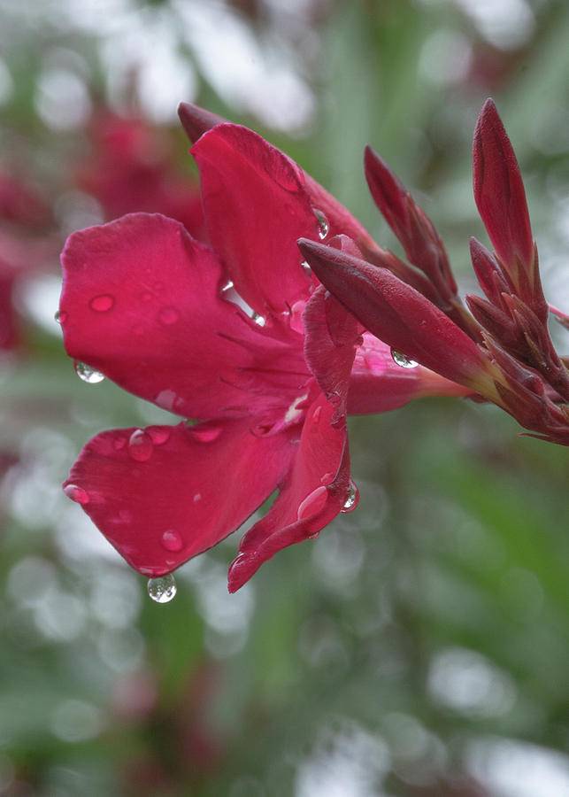 Water Droplets on a Beautiful Red Flower Photograph by Bruce Gourley