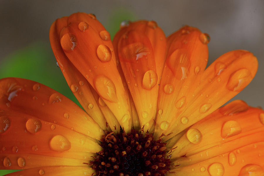 Water Droplets on an Orange Daisy Photograph by Catherine Avilez