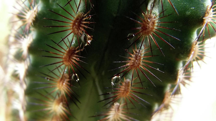 Water Droplets on Cactus Spines-Cactus tears Photograph by Shelli Fitzpatrick