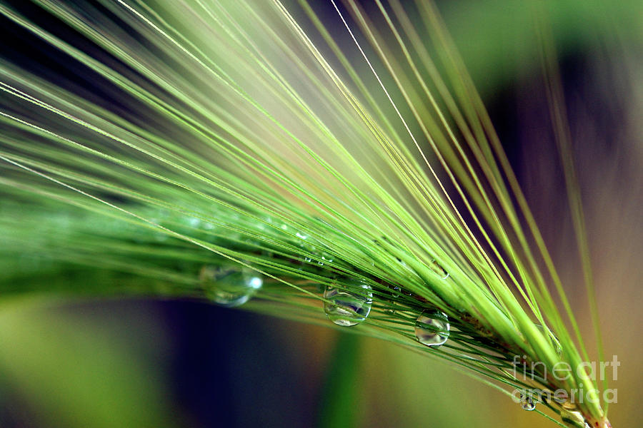 Water Droplets On Foxtail Grass 2 Photograph by Terry Elniski