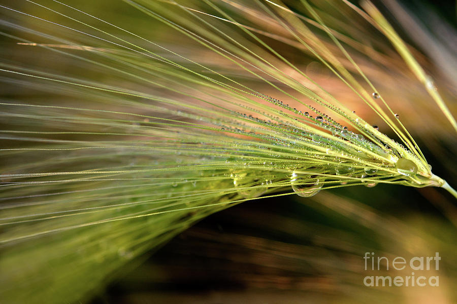 Water Droplets On Foxtail Grass 1 Photograph by Terry Elniski