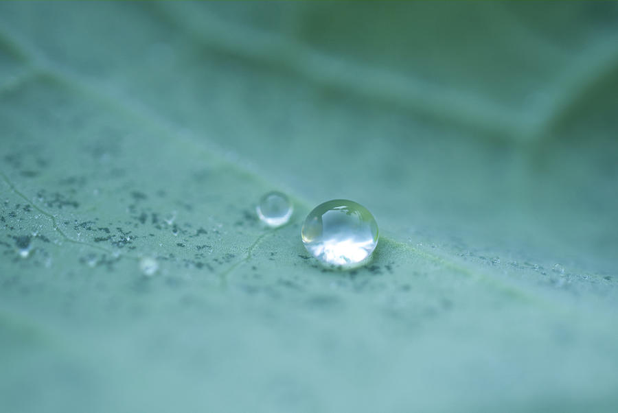 Water Droplets On Kale Photograph