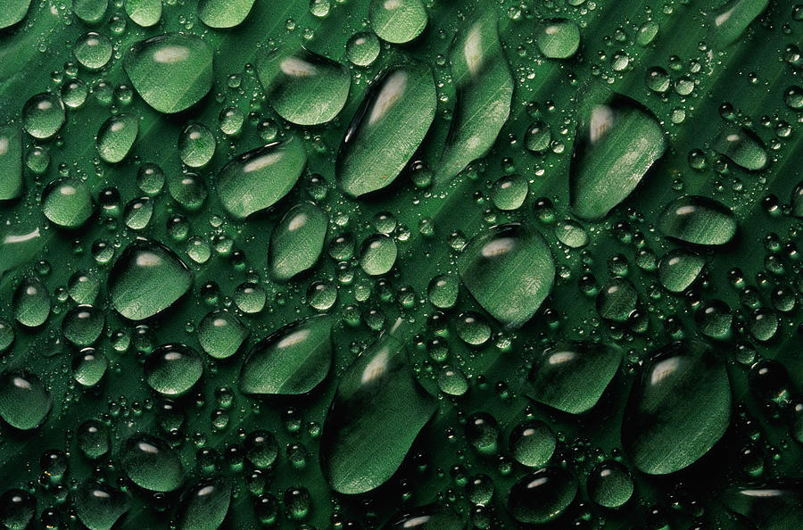 Water droplets on leaf, full frame Photograph by Kevin Schafer