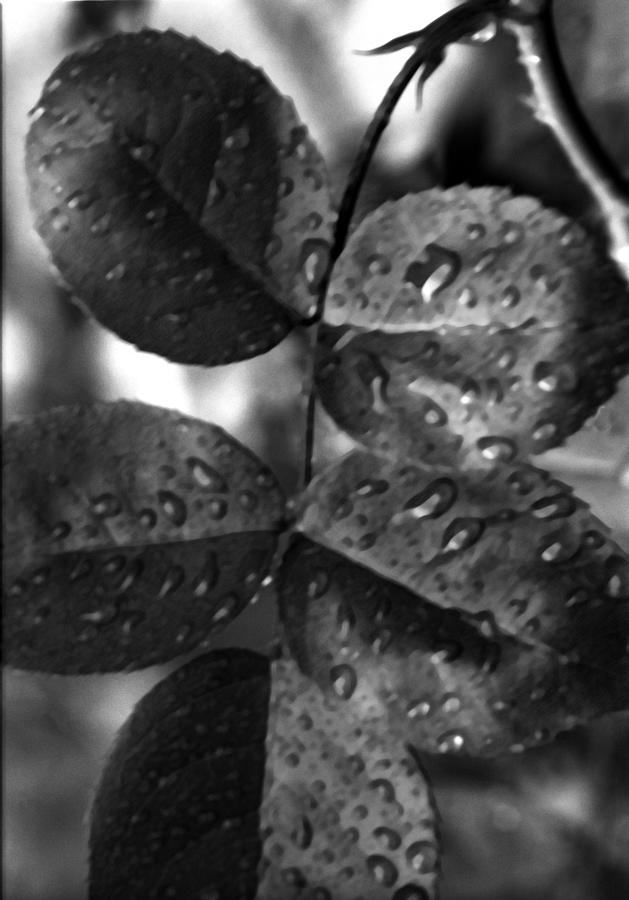 Water Droplets on Leaves Photograph by Harold E McCray