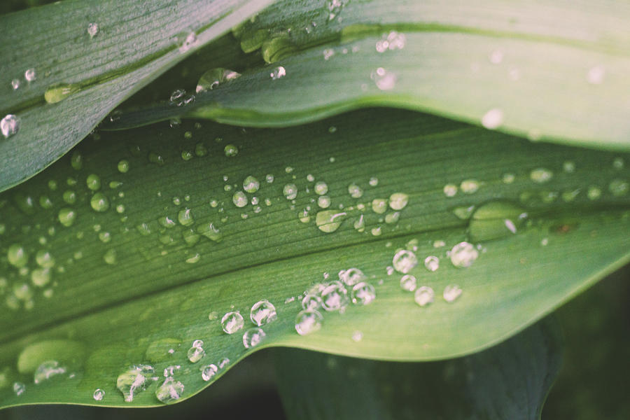 Water Droplets on Lily Leaves Photograph by Jason Fink