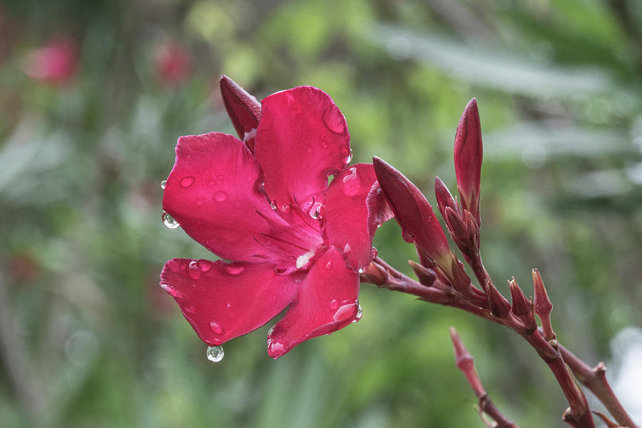 Water Droplets on Red Flower Photograph by Bruce Gourley