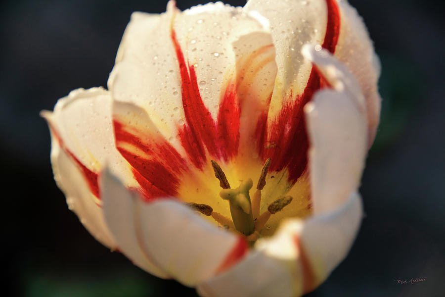 Water Droplets On Tulip Photograph