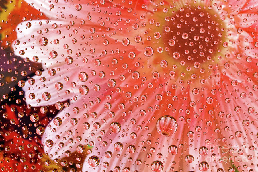 Water Droplets Over Flower Photograph by Jo Ann Gregg