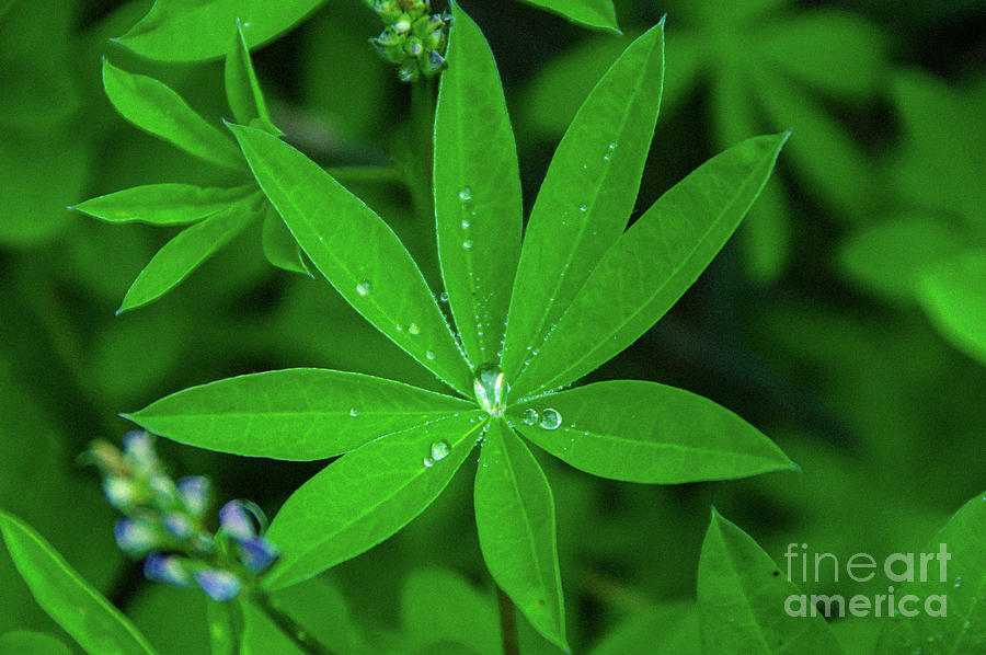 Water Drops Bedecking A Plant Photograph