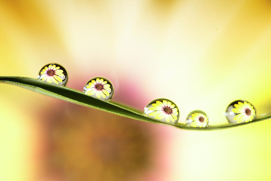 Water Drops  Photograph by Darren Wilkes