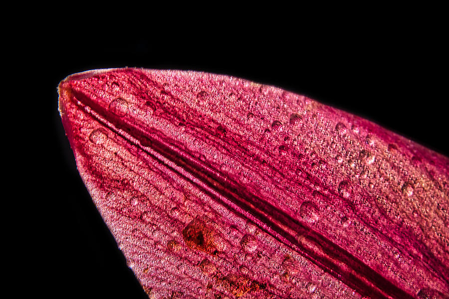 Water Drops on a Dying Lily Petal Photograph by Stuart Litoff