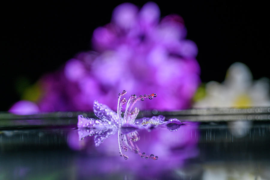 Water drops on a floating flower Photograph by Dan Friend