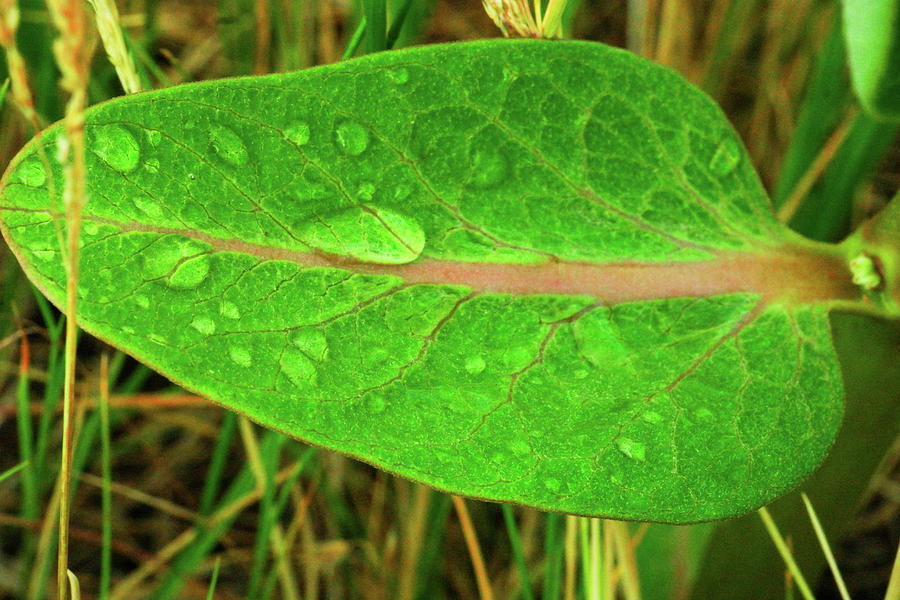Water Drops On A Green Leaf Photograph