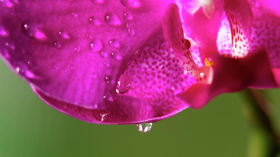 Water drops on a Pink Orchid - macro Photograph by Cristina Stefan