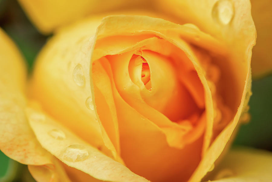 Water drops on a yellow rose Photograph by Philippe Lejeanvre