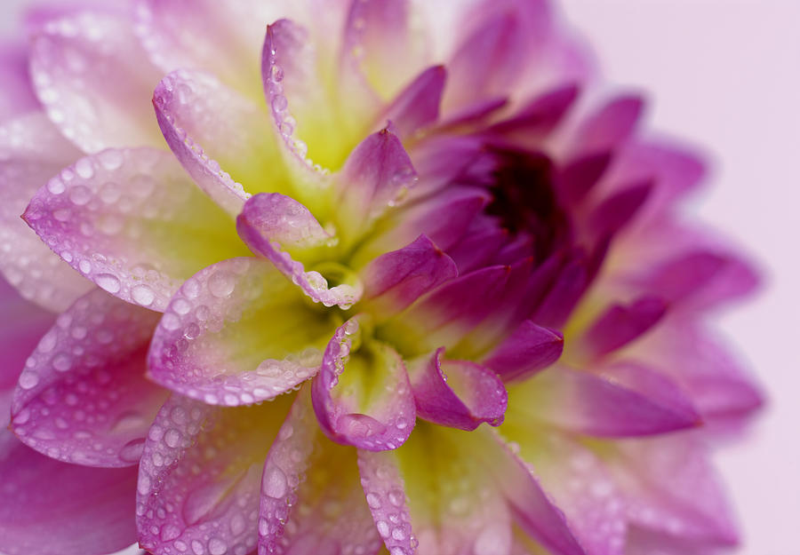 Water drops on dahlia El Paso petals close-up. Photograph by Rosemary Calvert