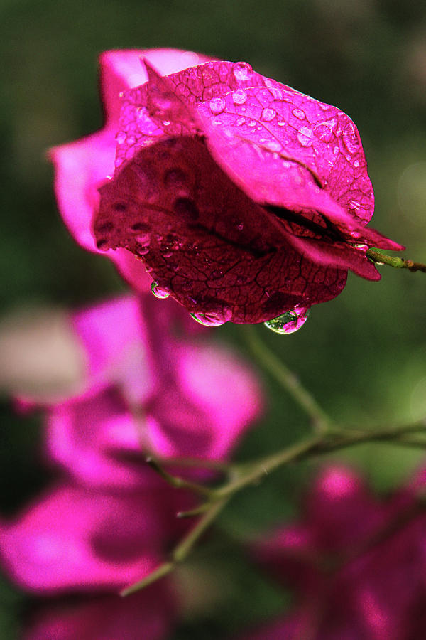 Water Drops on Garden Bougainvillea  Photograph by W Craig Photography