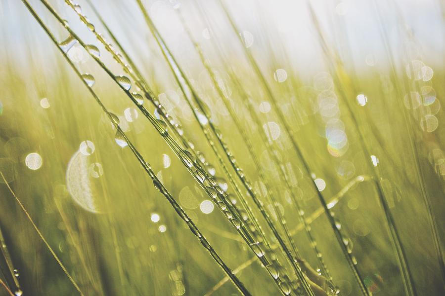 Water Drops On Grass Blades Photograph by Thomas Hauser / EyeEm Water Drops On Grass Blades Photograph by Thomas Hauser / EyeEm