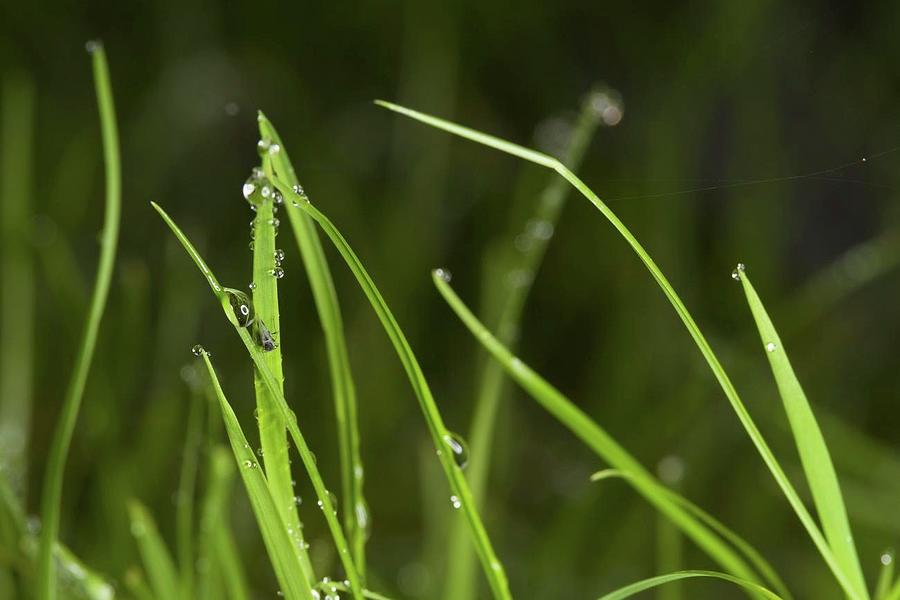 Water drops on grass Photograph by Mona Master Art - Fine Art America