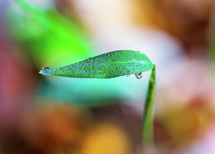 Water Drops on Leaf Photograph by Amelia Pearn