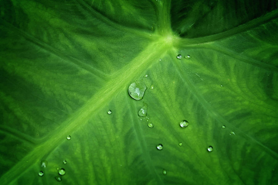 Water drops on leaf Photograph by Rod Kaye
