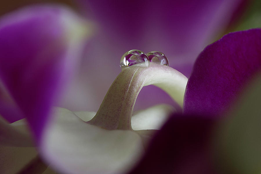 Water drops on orchid stem Photograph by Wolfgang Stocker