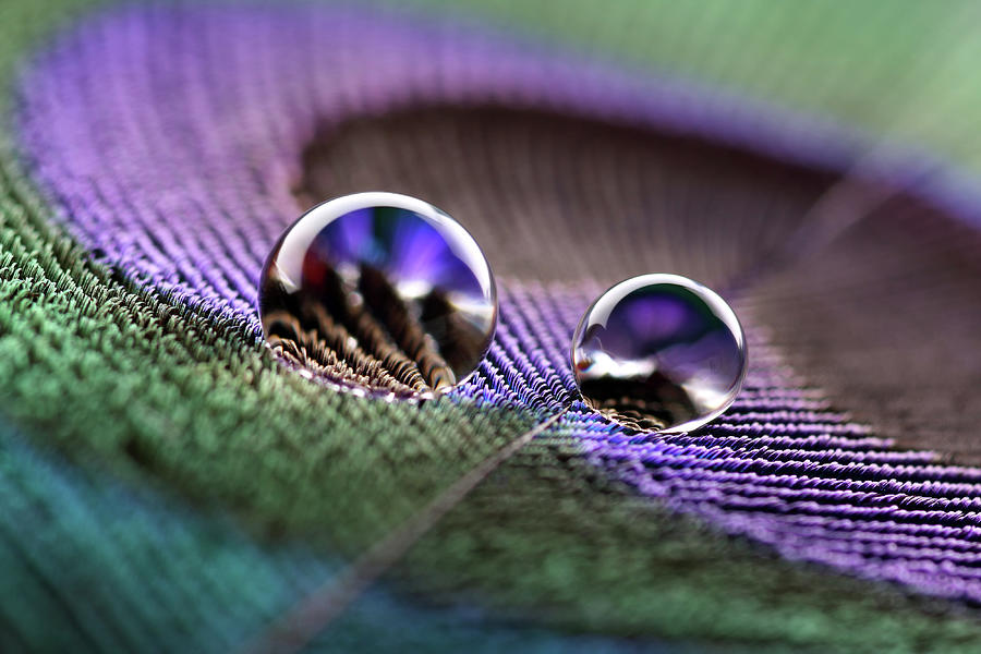 Water Drops On Peacock Feather Photograph