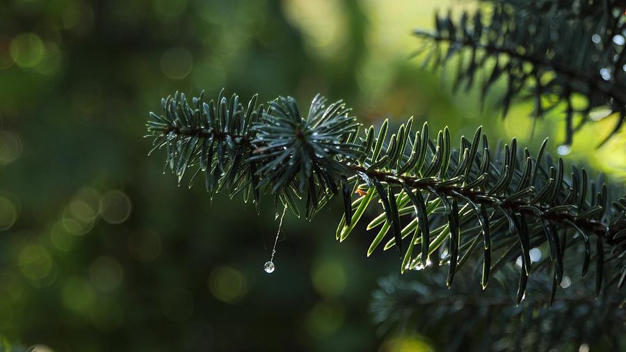 Water Drops On Pine Needles Over Blurred Background. Photograph