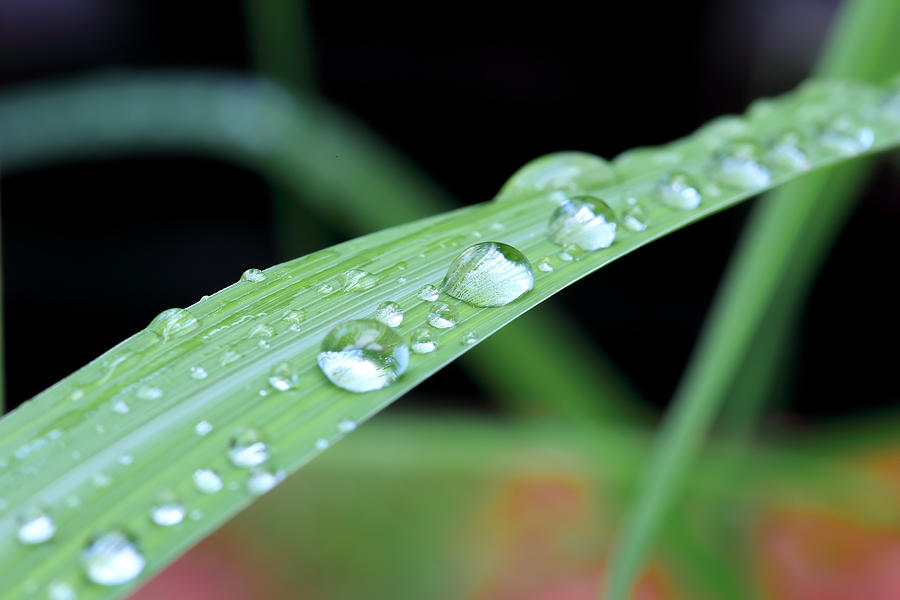 Water Drops On The Green Grass Photograph by Singto2