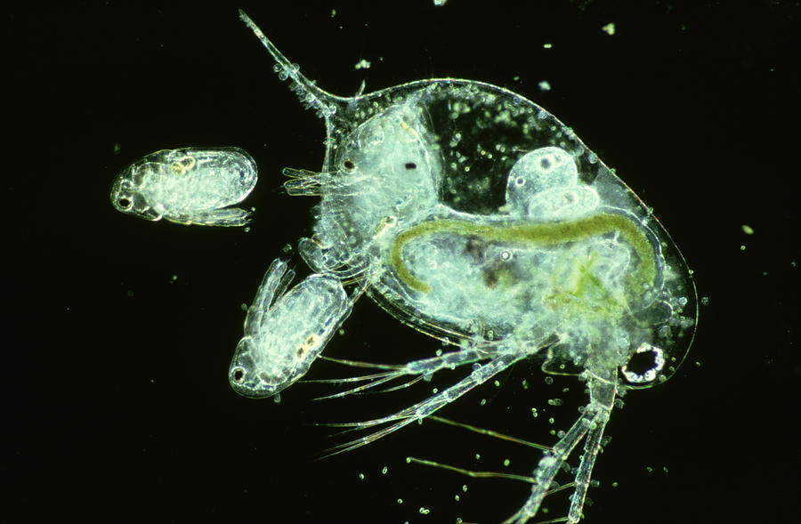 Water flea, Daphnia sp, giving birth Photograph by Oxford Scientific