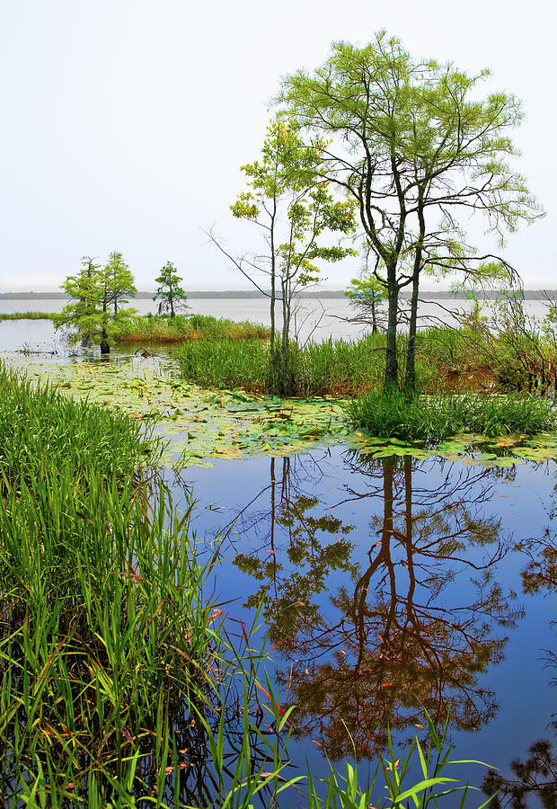 Water Forest on the Great Lake Photograph by Dan Carmichael