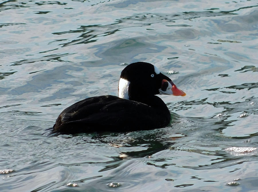 Surf Scoter Photograph by Carl Moore