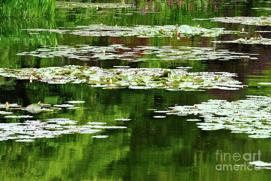 Claude Monet Photograph - Water Garden Reflections by Alex Cassels