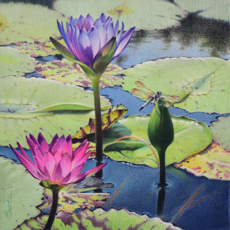 Flower Drawing - Water Garden by Todd Baxter