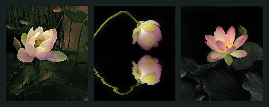 Water Garden Triptych Photograph by Jessica Jenney
