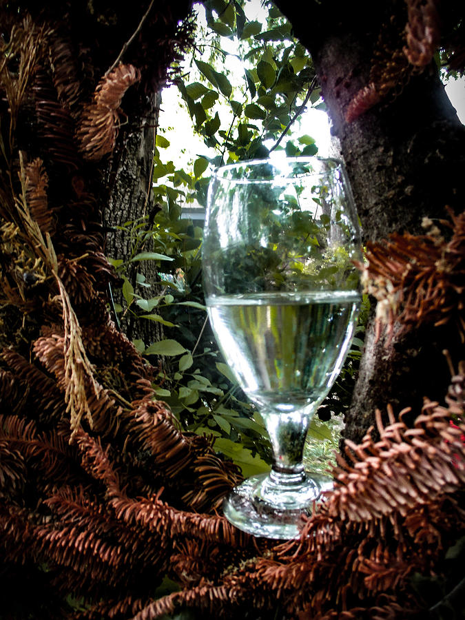 Water Glass, Tree and Dry Wreath Photograph by W Craig Photography