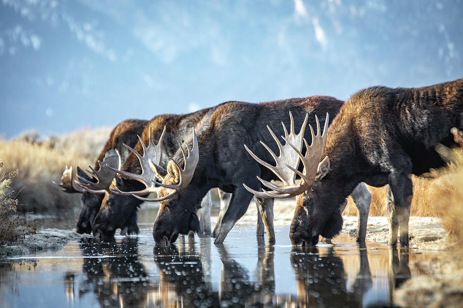 Moose Photograph - Water hole meeting  by Peter Mangolds