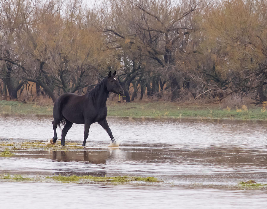 Water Horse Photograph by See It In Texas