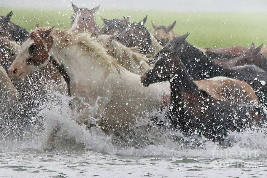 Water Horses 2 Photograph by Debbie Ritter | Fine Art America