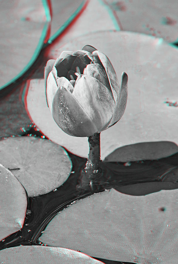 Water Hyacinth Bud 3D Anaglyph Digital Art by Peter J Sucy