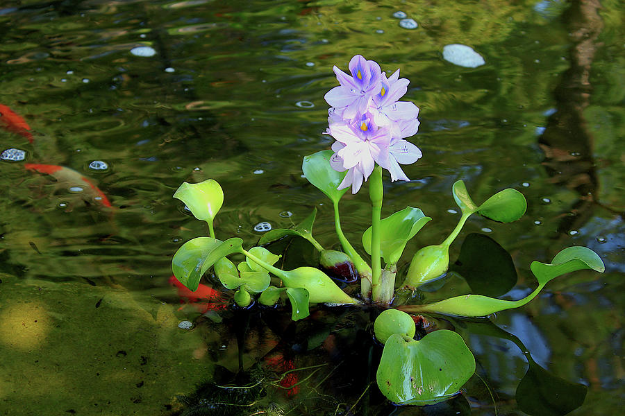 Goldfish Painting - Water Hyacinth Float by Hanne Lore Koehler