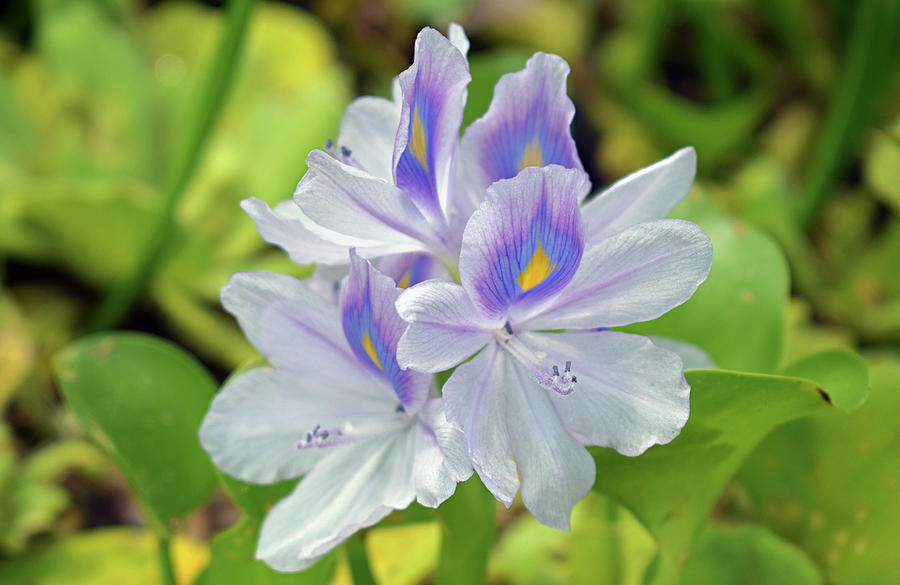 Water Hyacinth Photograph by Larah McElroy