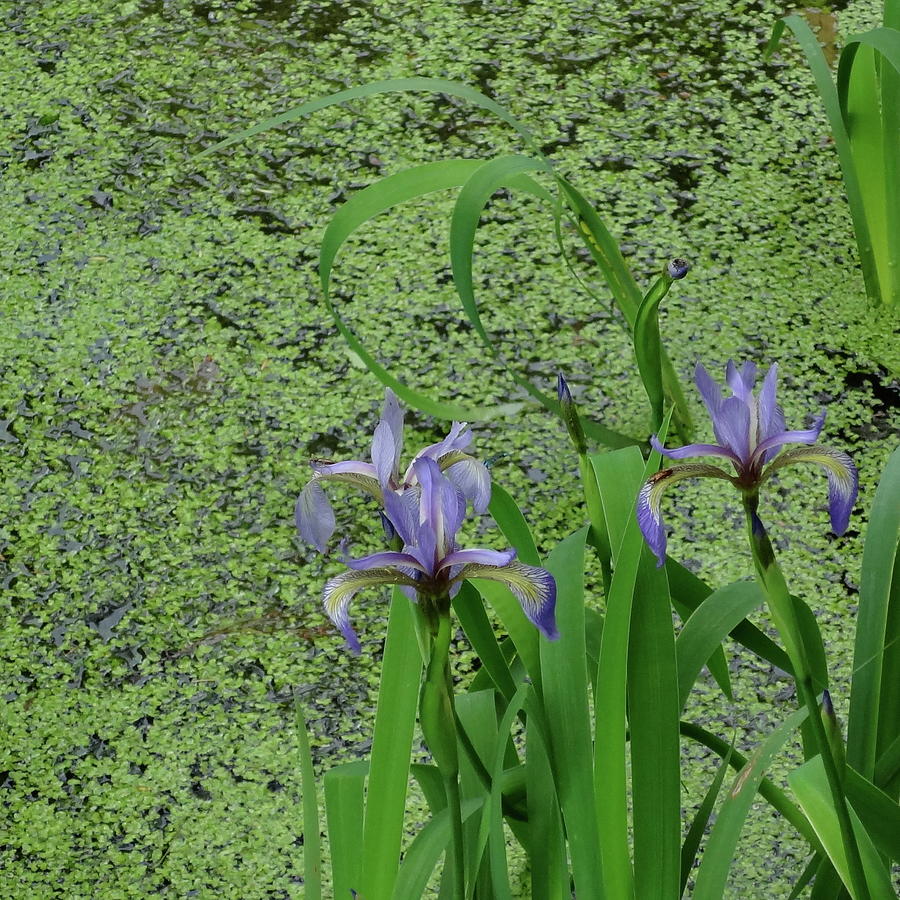 Water Iris Photograph by Catherine Arcolio