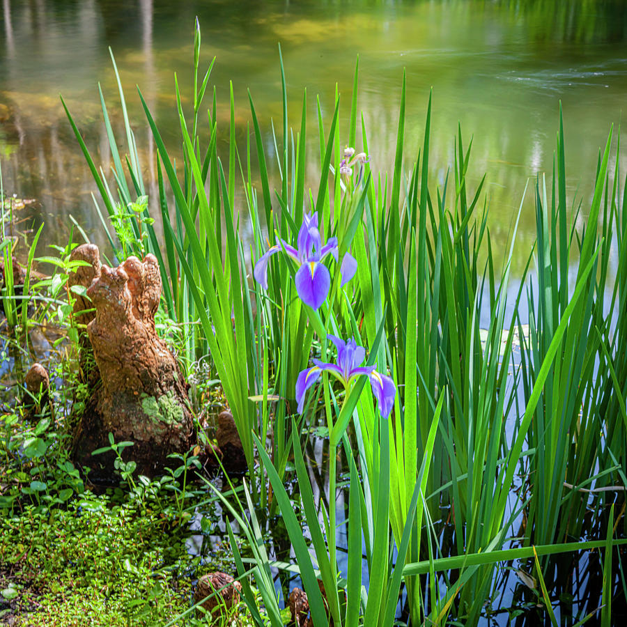 Water Iris laevigata Cypress knee X100 Photograph by Rich Franco