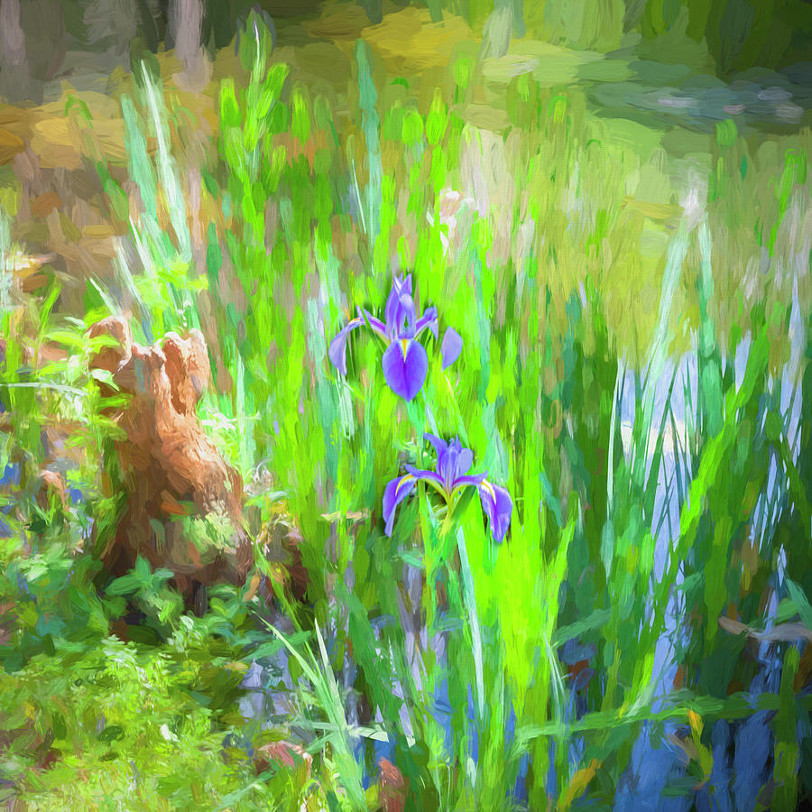 Purple Iris Photograph - Water Iris laevigata X102 by Rich Franco